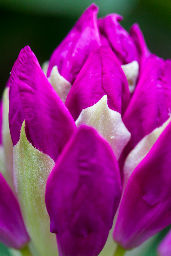 Purple Bud in Highlands, North Carolina