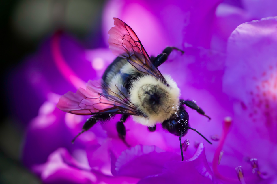 Walking in Purple in Highlands, North Carolina