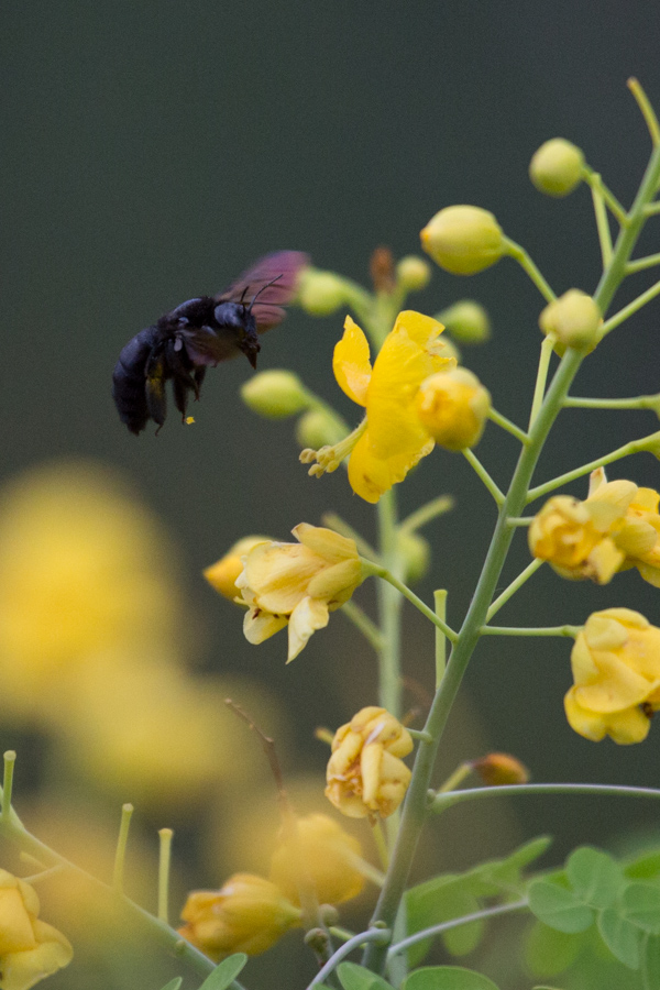 Black Bee in Phoenix, Arizona