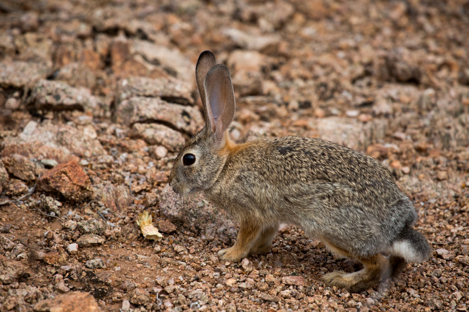 Desert Bunny in Phoenix, Arizona