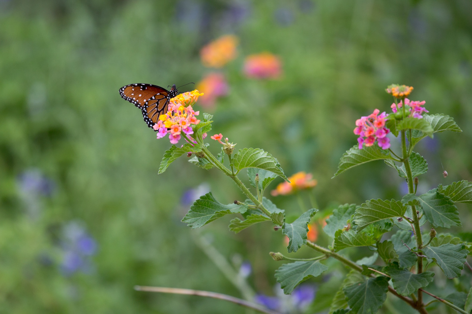 Monarch in Phoenix, Arizona