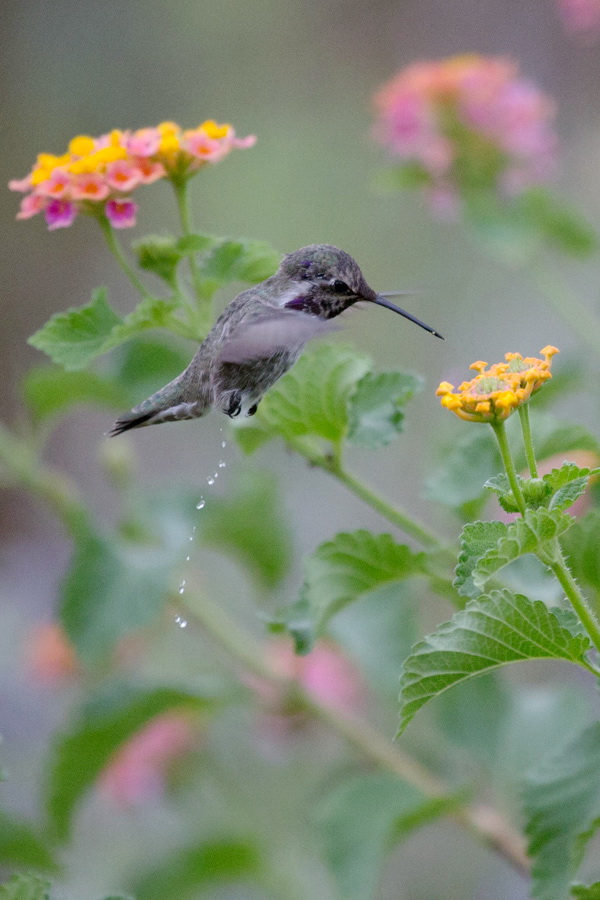Little Hummingbird Room in Phoenix, Arizona