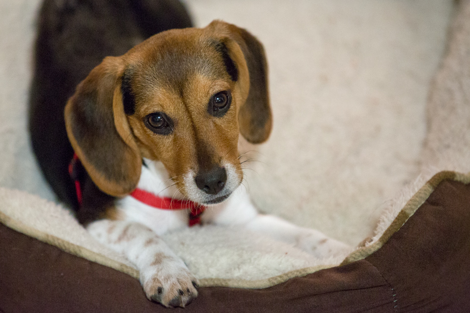 Pretty Pup in Austin, Texas