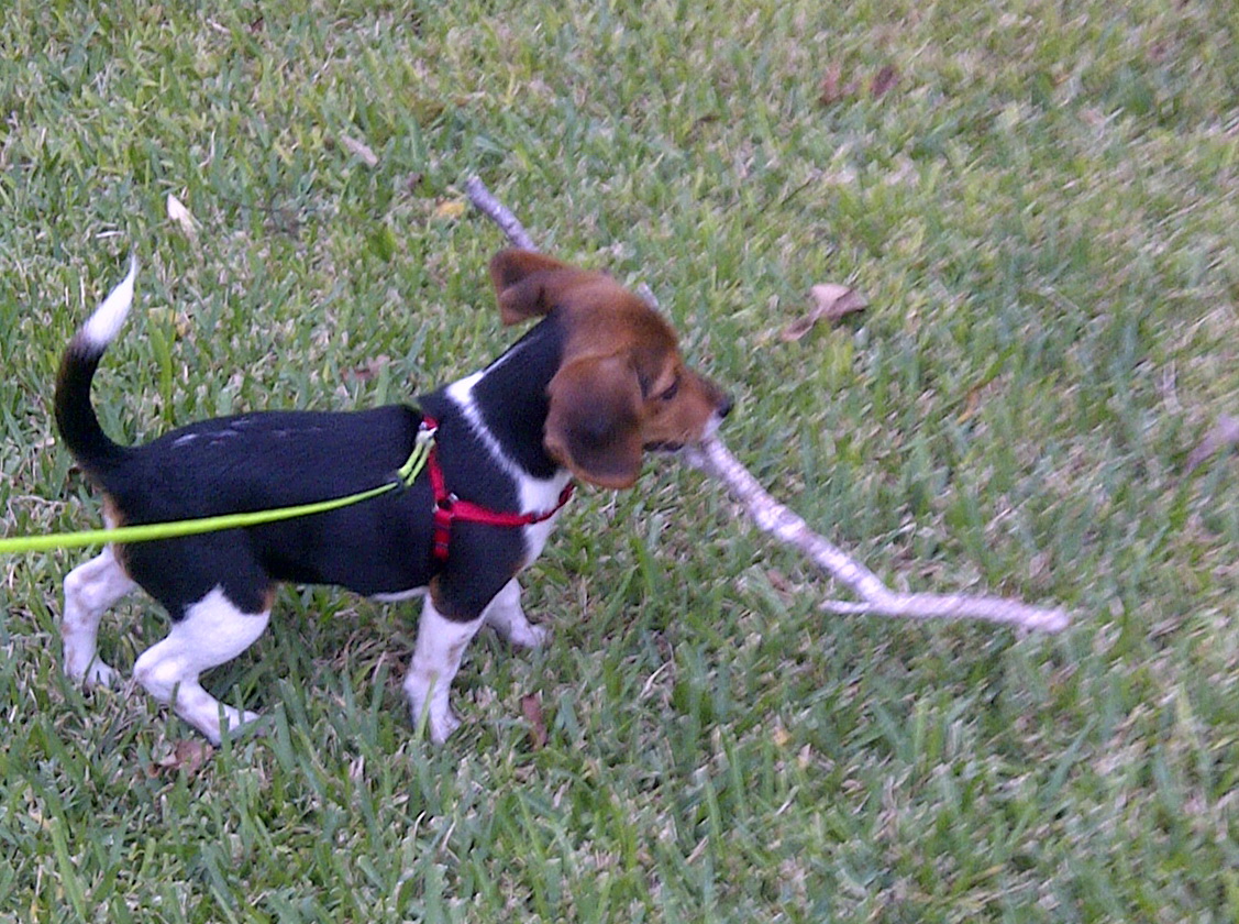 Carry A Big Stick in Austin, Texas