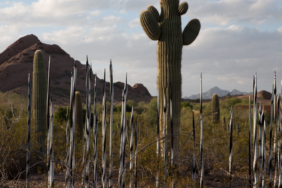 Glass and Saguaros in Phoenix, Arizona
