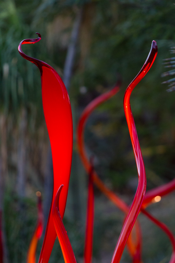Cattails in Phoenix, Arizona