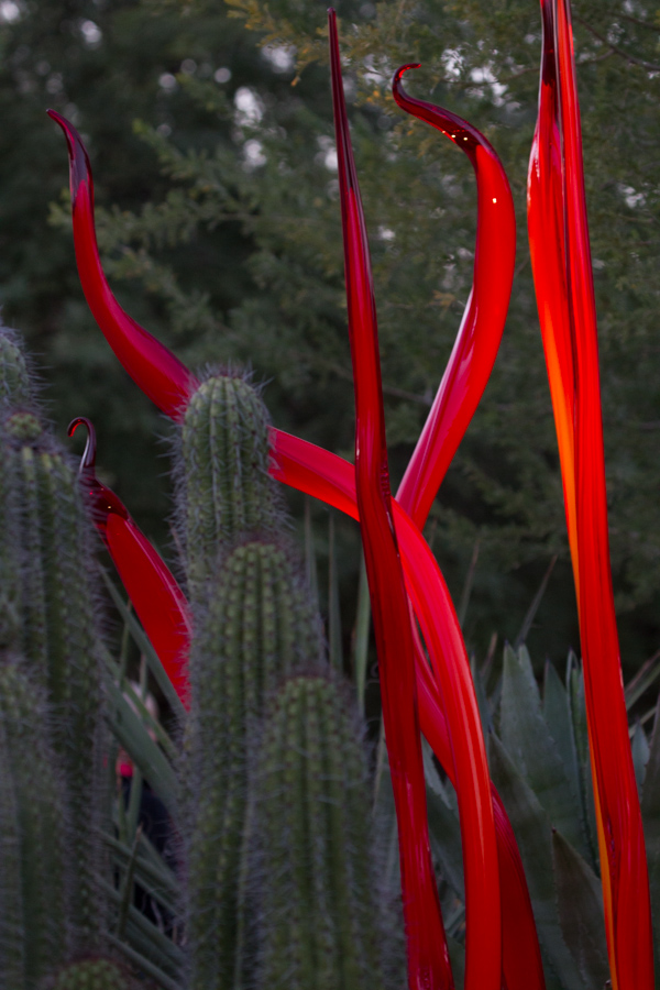 Red Reeds in Phoenix, Arizona