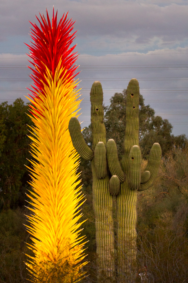 Spiny Glass and Spiny Cactus in Phoenix, Arizona