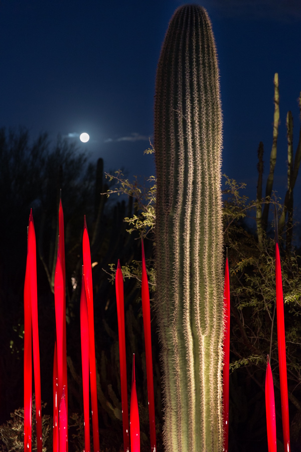 Red Reeds at Night in Phoenix, Arizona
