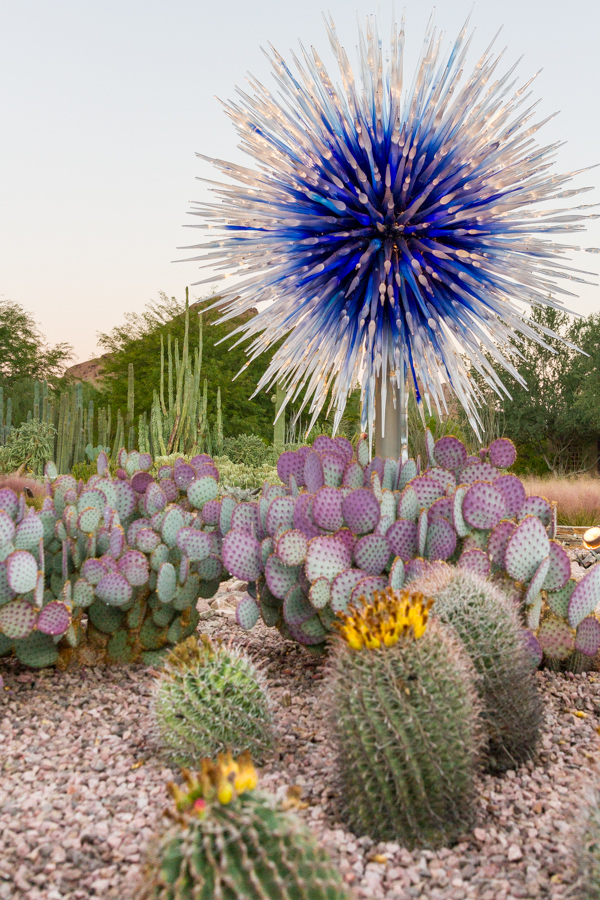 Cactus and Chihuly in Phoenix, Arizona