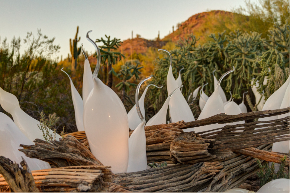 Morning Glass in Phoenix, Arizona