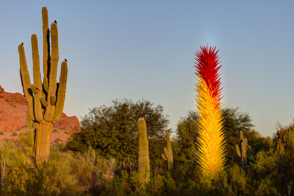 Desert Morning in Phoenix, Arizona