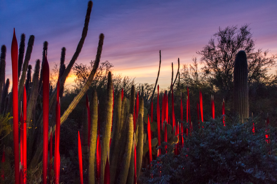 Reeds at Sunset in Phoenix, Arizona