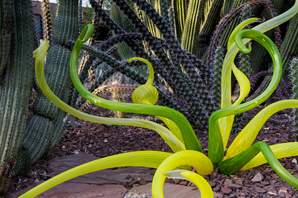 Glass or Cactus in Phoenix, Arizona