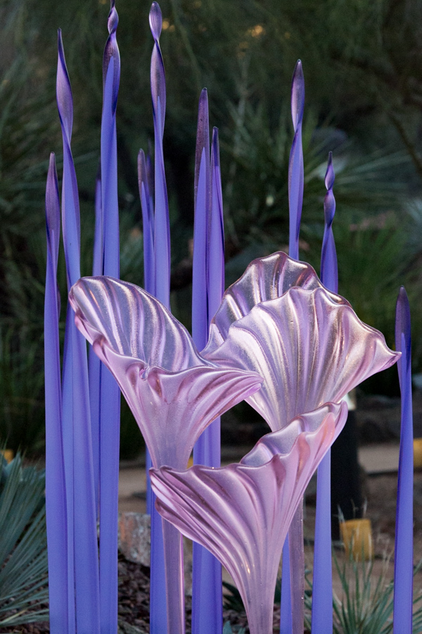 Erbium Pink Fiori in Phoenix, Arizona