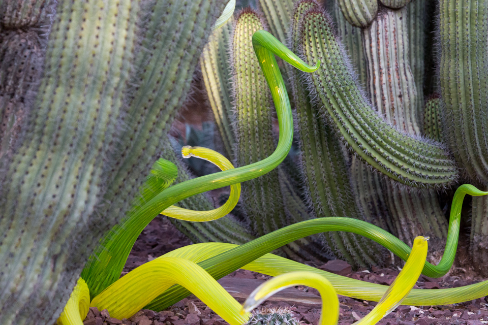 Glass Snakes in Phoenix, Arizona