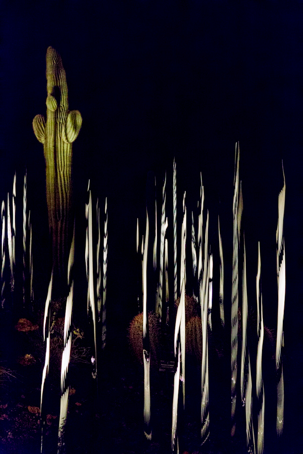Black and White Reeds and Flori in Phoenix, Arizona