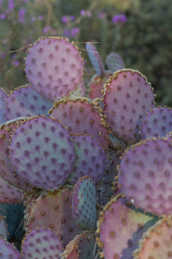 Purple Prickly Pear in Phoenix, Arizona