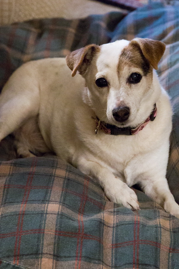 Sweet Pea In Bed in Hawkinsville, Georgia