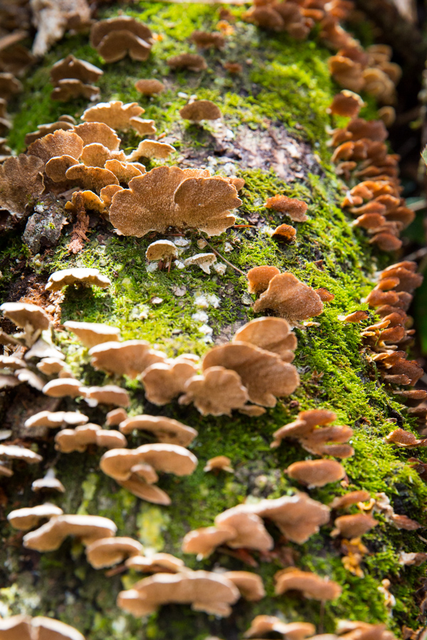 Moss and 'Shrooms in Highlands, North Carolina