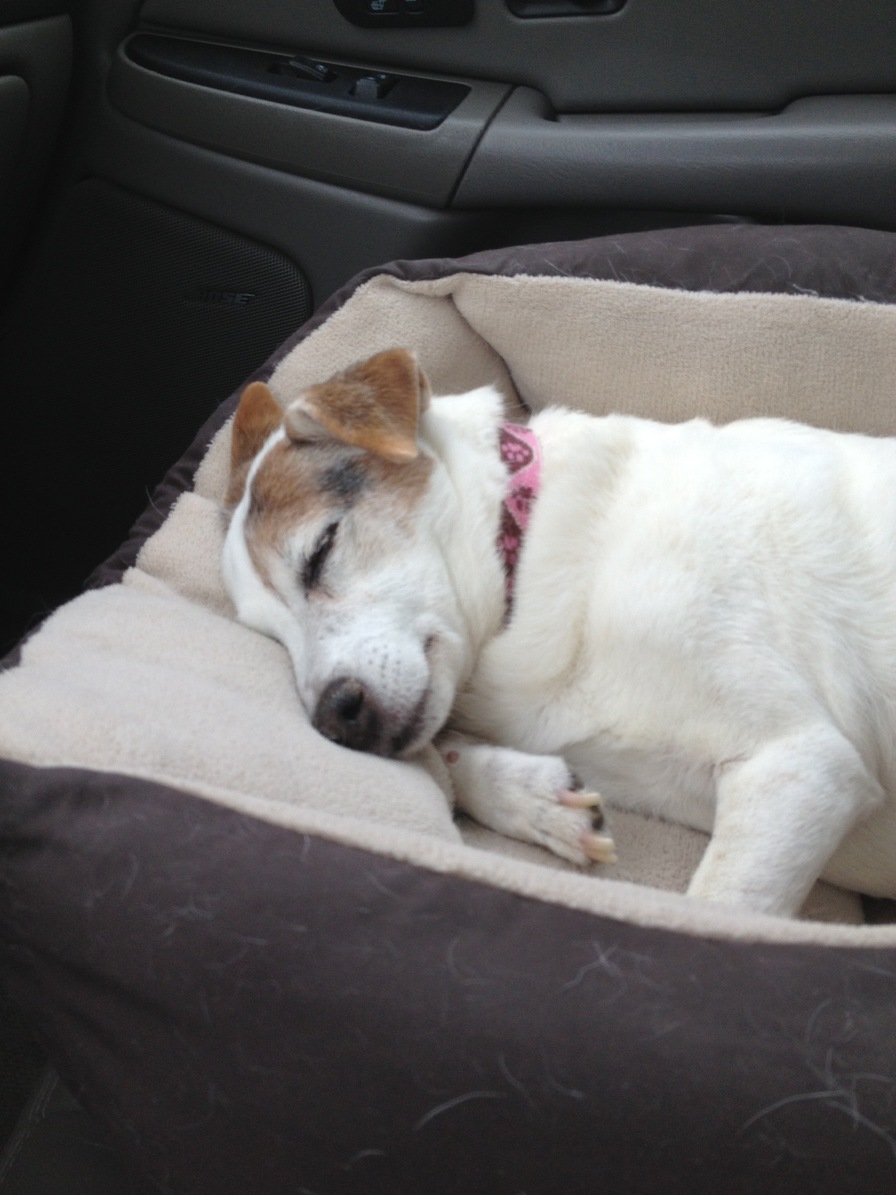 Sleeping Cutie in Columbus, Georgia
