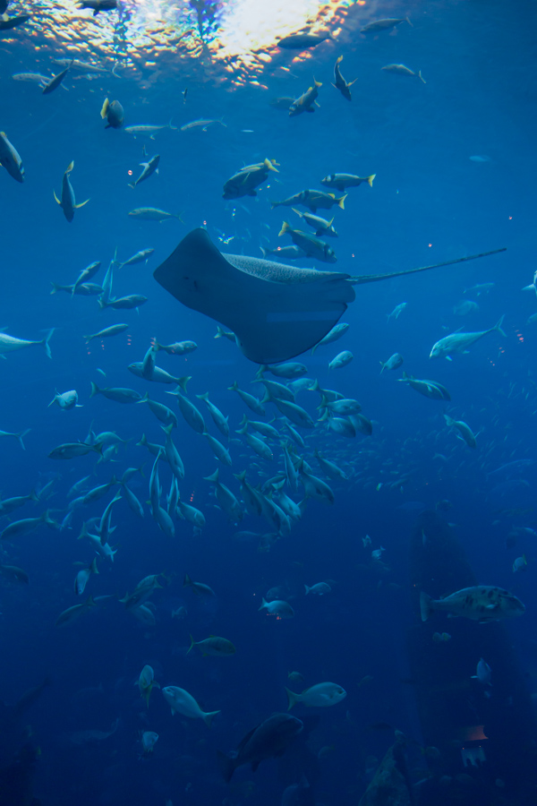 Deep Blue in Dubai, UAE