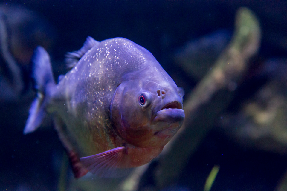 Piranha in Dubai, UAE