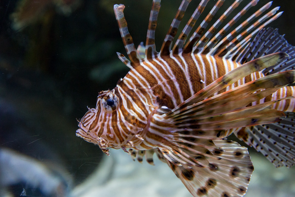 Lionfish in Dubai, UAE