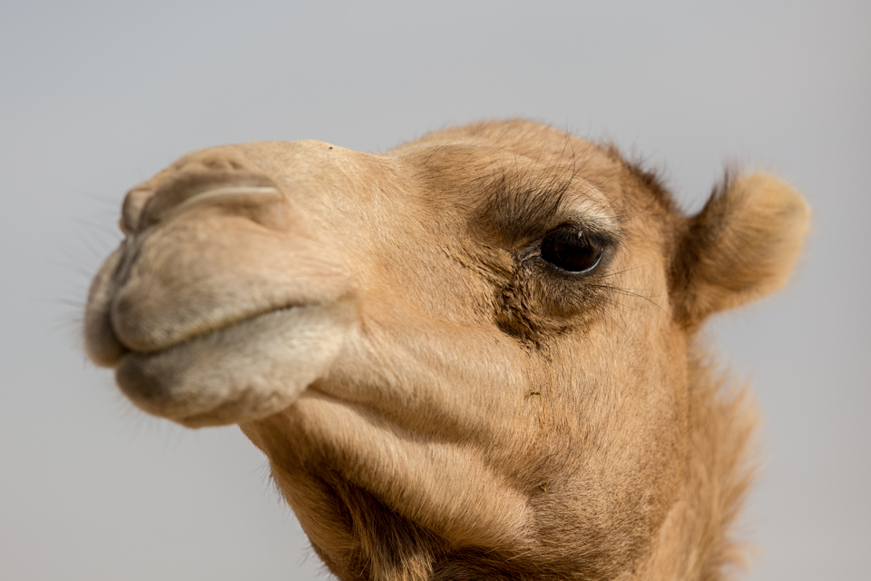 Desert Queen in Dubai, UAE