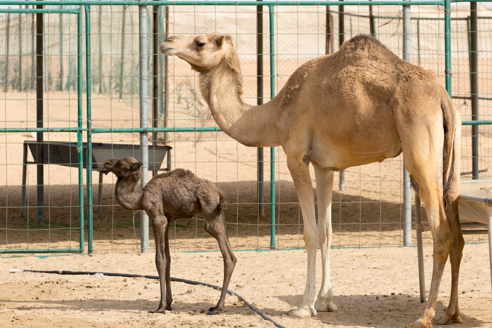 Little Camel and Mother in Dubai, UAE