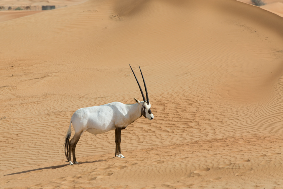 Desert Oryx  in Dubai, UAE