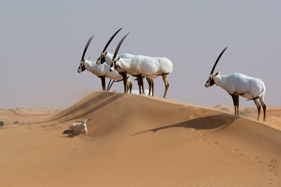 On Watch in Dubai, UAE