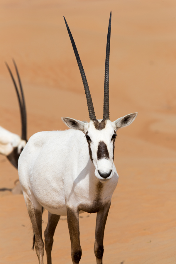 Oryx Head On in Dubai, UAE