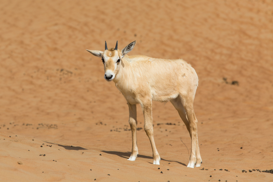 Little Oryx in Dubai, UAE