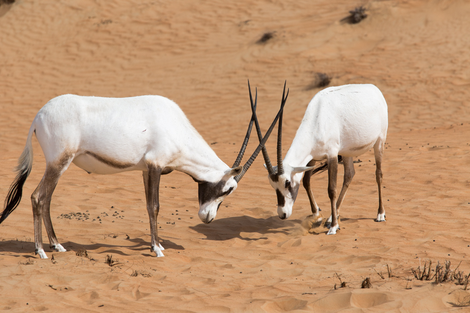 Sharp Handshake in Dubai, UAE