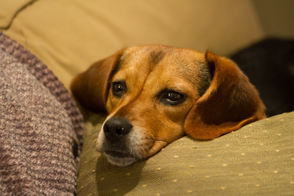 Ready to Snooze in Austin, Texas