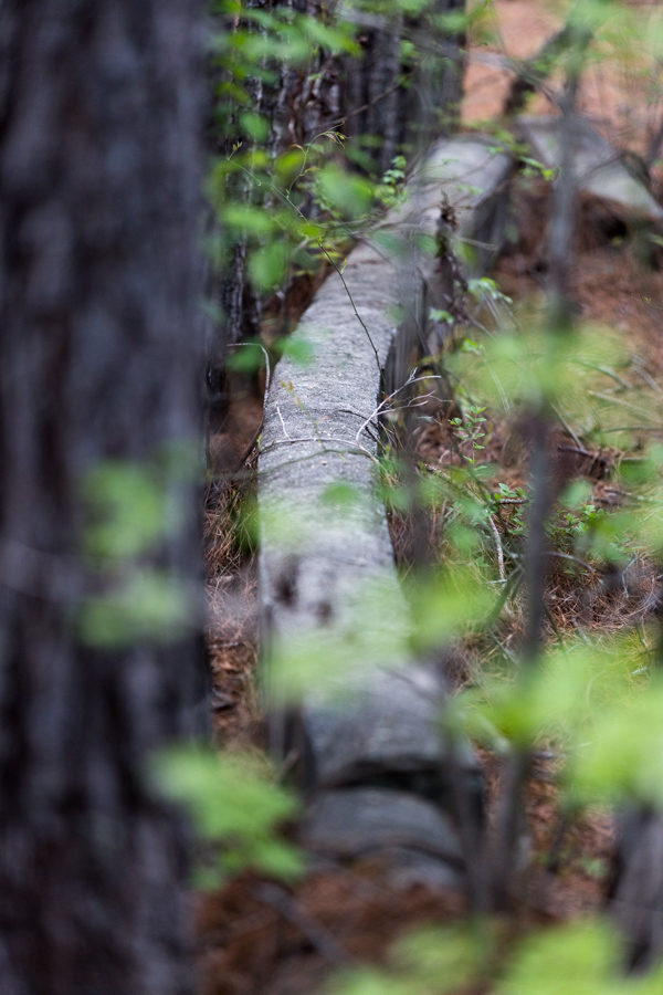 Forest Wall in Columbus, Georgia