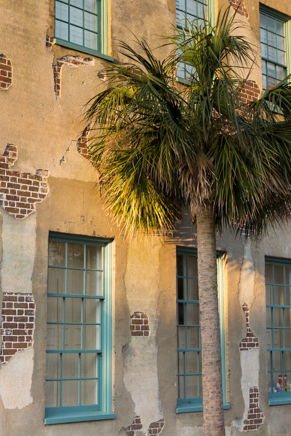 Queen Street Palm in Charleston, South Carolina