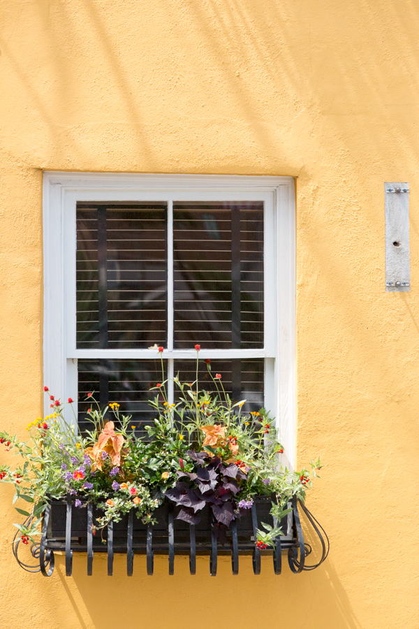 Pretty Window in Charleston, South Carolina