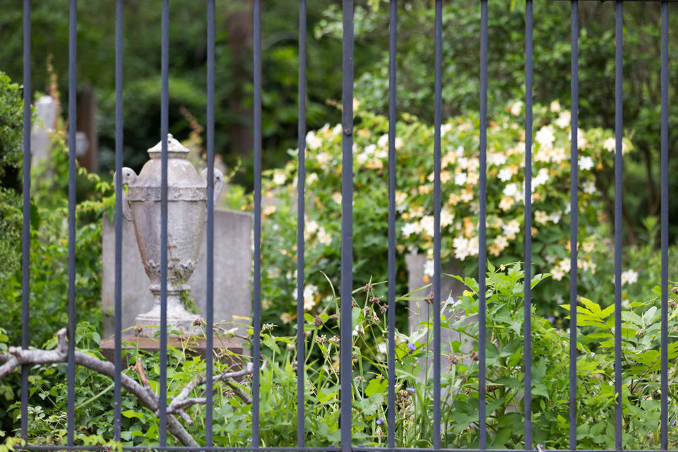 Overgrown Cemetery  in Charleston, South Carolina