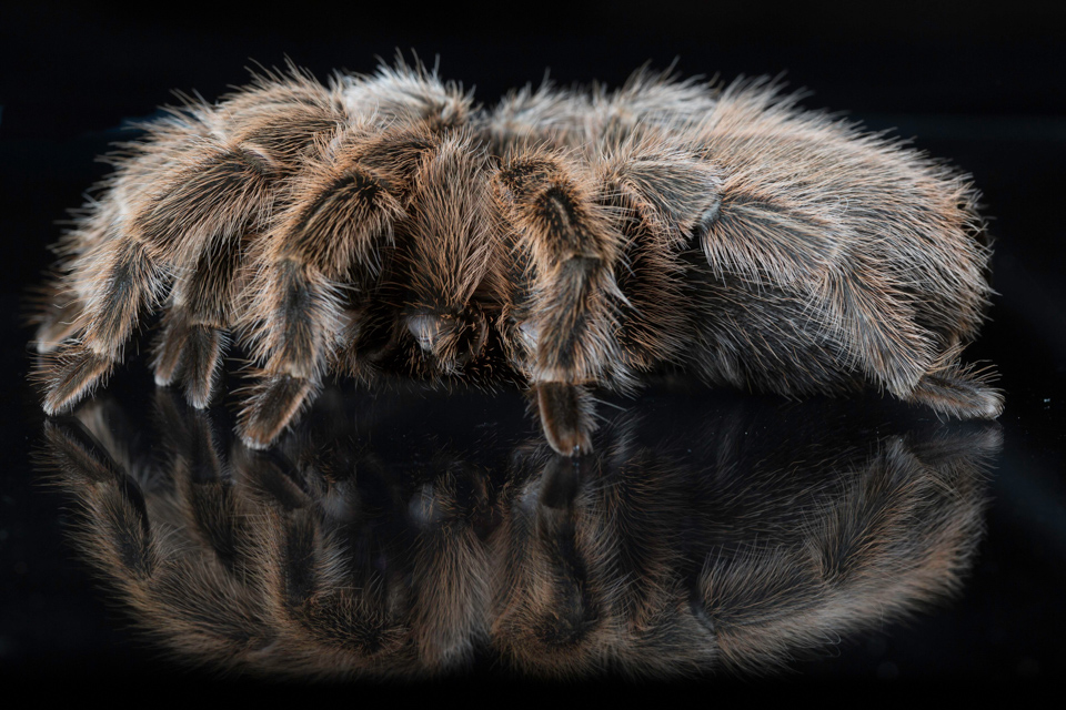 Tarantula in Austin, Texas