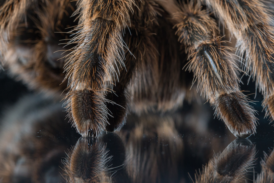 Little Claws in Austin, Texas