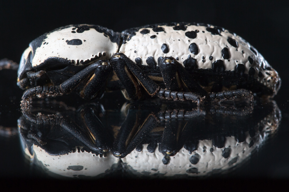 Ironclad Beetle  in Austin, Texas