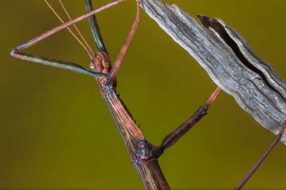 Giant Walking Stick in Austin, Texas