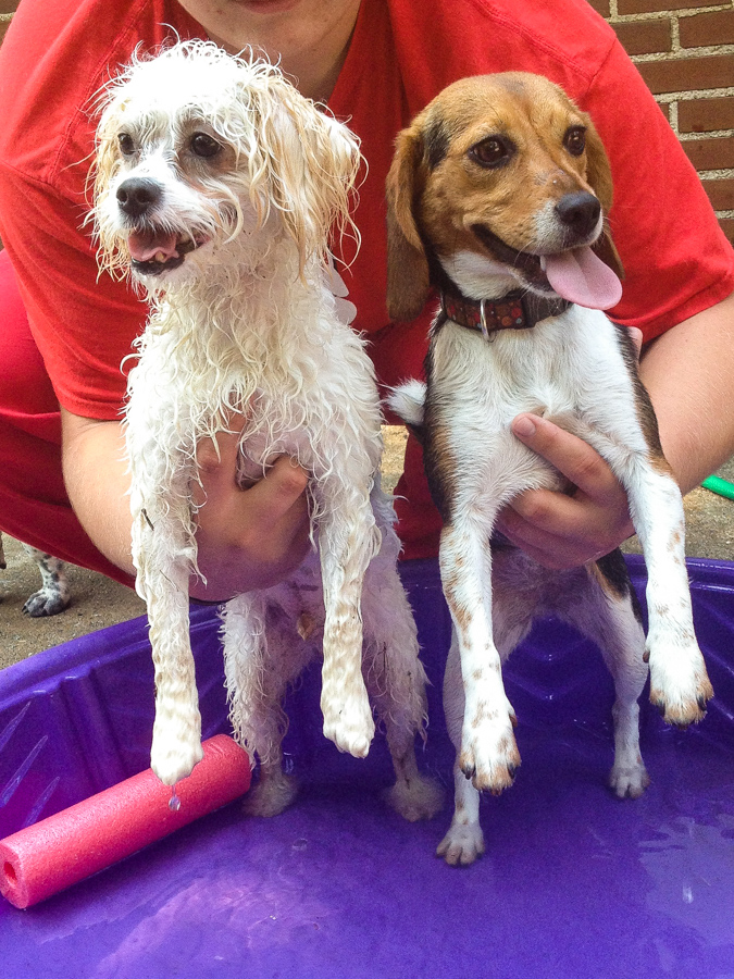 A Pup Couple in Columbus, Georgia