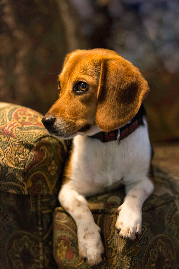 Pretty Pup in Columbus, Georgia