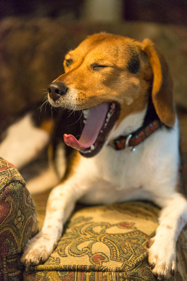 Sleepy Beagle in Columbus, Georgia
