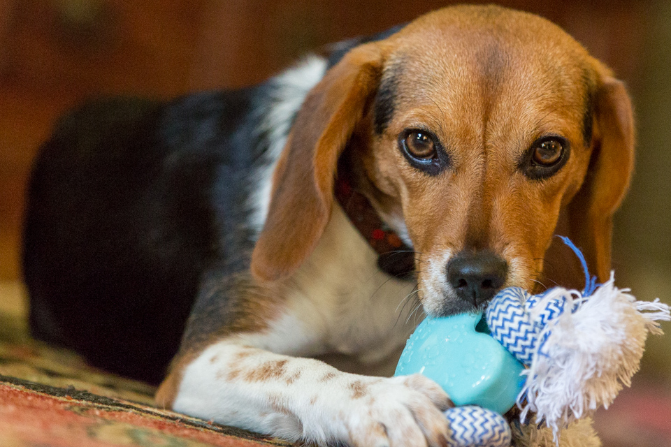 Chew Toy in Columbus, Georgia