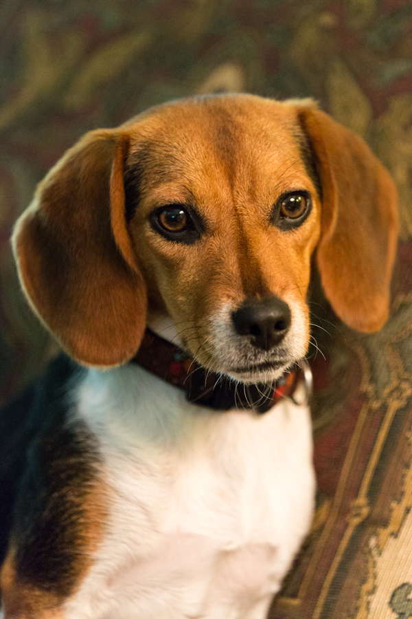 Serious Pup in Columbus, Georgia