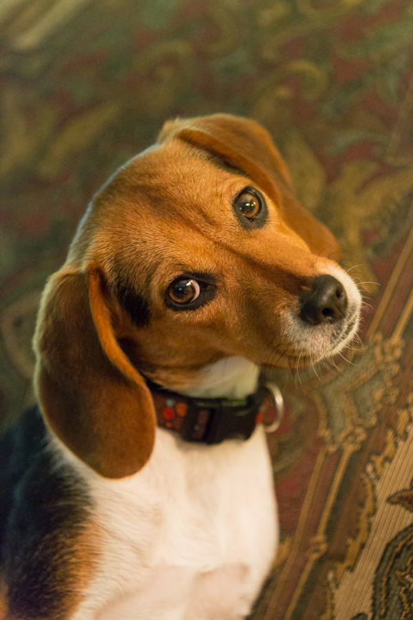 Puppy Look in Columbus, Georgia